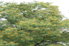 Pterocarpus marsupium